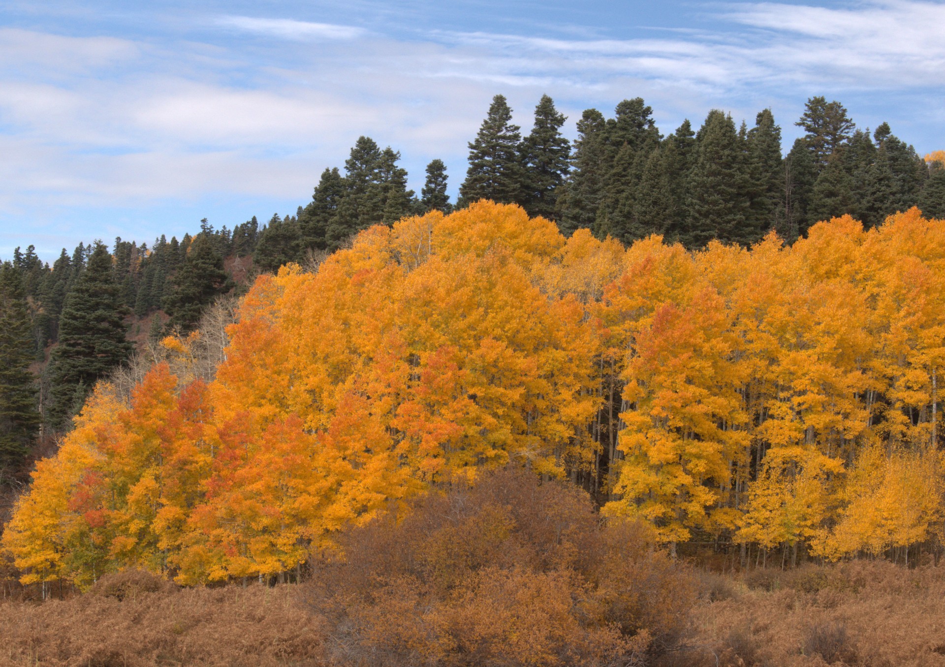 Trees at 10,000 Feet